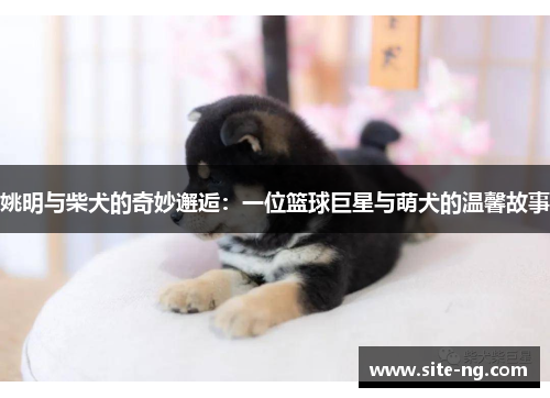 姚明与柴犬的奇妙邂逅：一位篮球巨星与萌犬的温馨故事